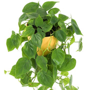 PHILODENDRON SCANDENS VASO 17CM