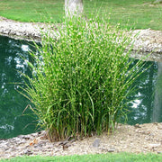MISCANTHUS SINENSIS STRICTUS VASO 17CM