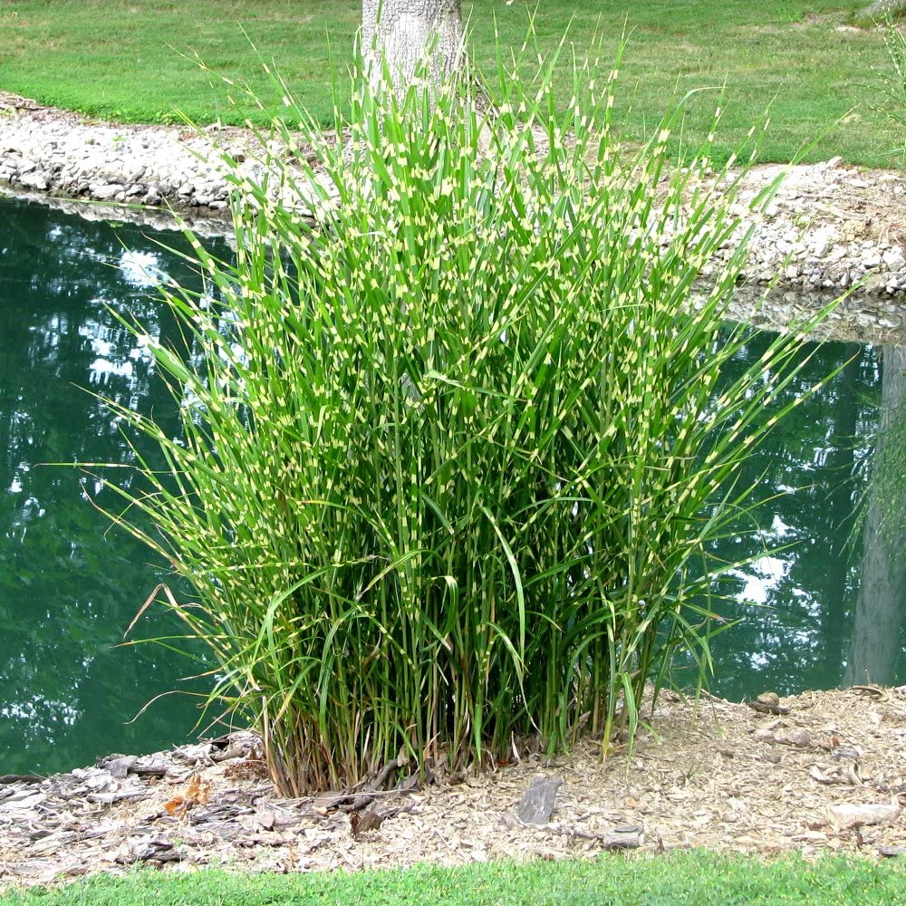 MISCANTHUS SINENSIS STRICTUS VASO 17CM