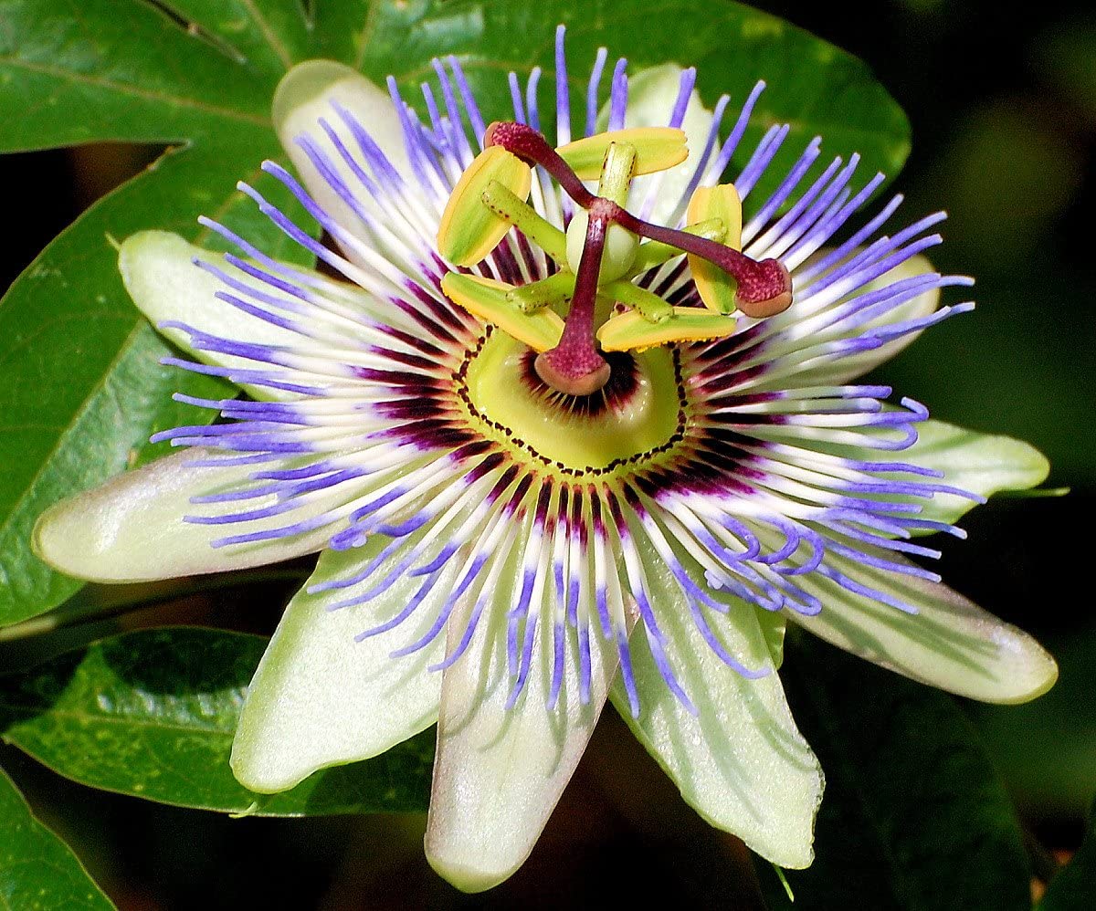 PASSIFLORA VICTORIA/CAERULEA ASSORTITA VASO 13CM