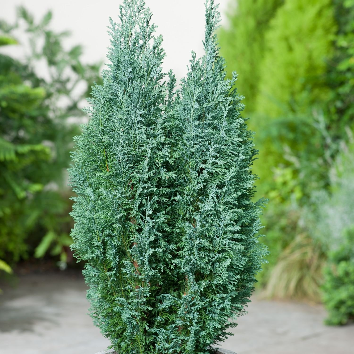 CHAMAECYPARIS LAWSONIANA ELLWOODII VASO 14CM