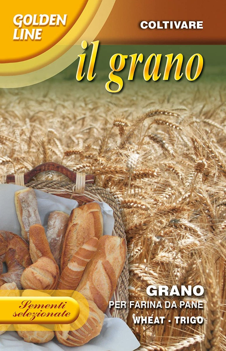 SCATOLA DA 100GR CON SEMI DI GRANO PER FARINA DA PANE