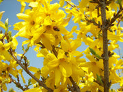 FORSYTHIA FORSIZIA SPECTABILIS VASO 19CM