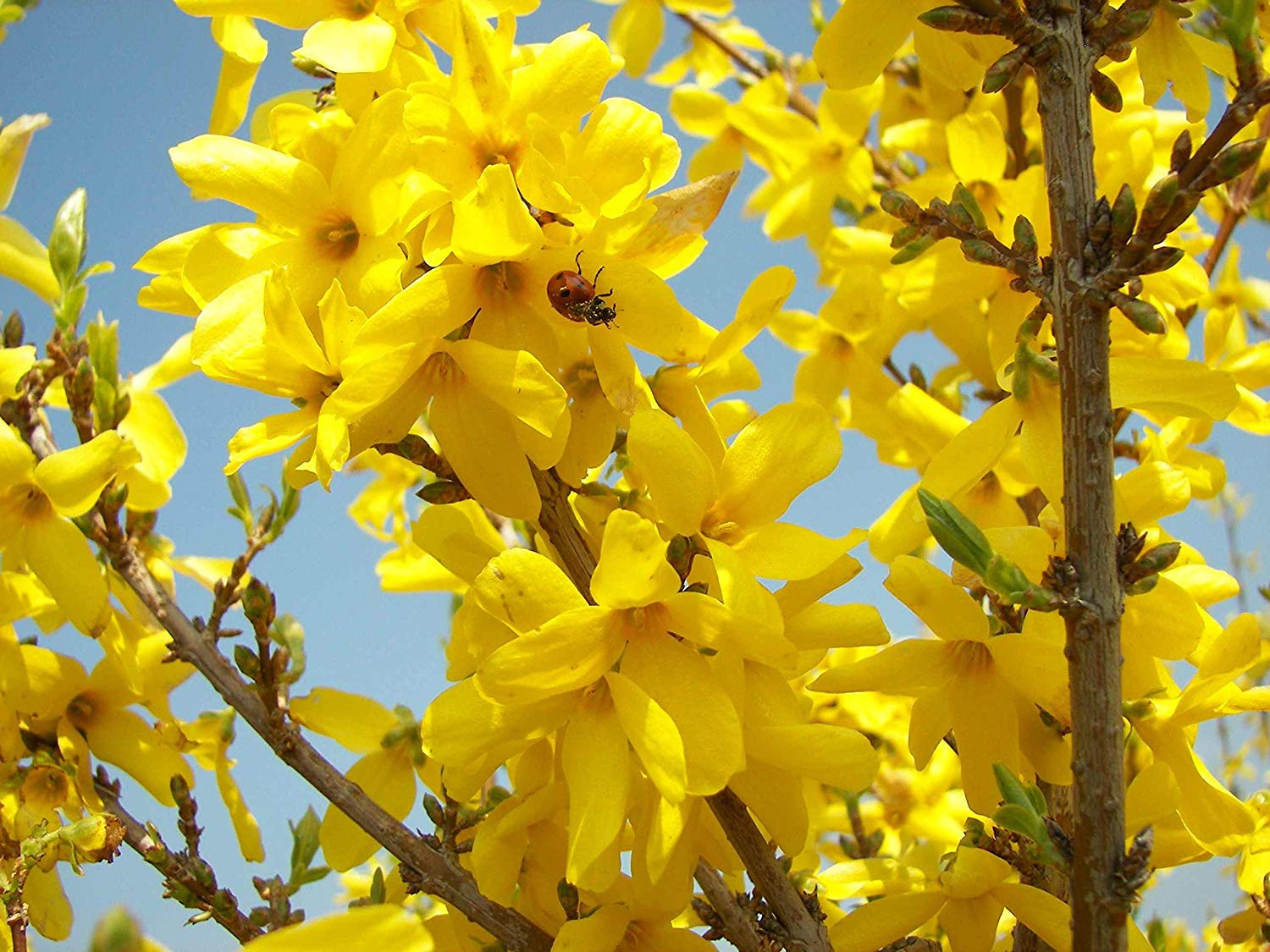 FORSYTHIA FORSIZIA SPECTABILIS VASO 19CM