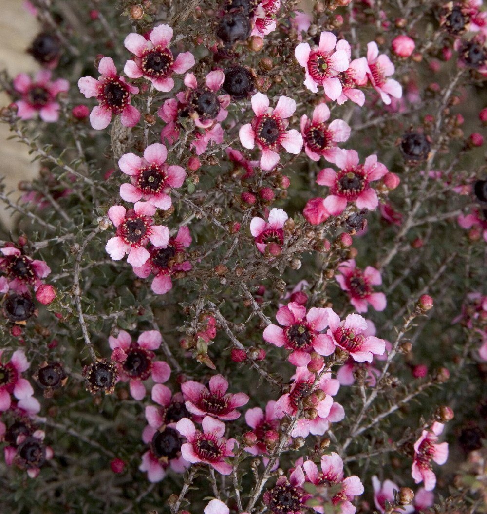LEPTOSPERMUM MANUKA IN VASO 15CM