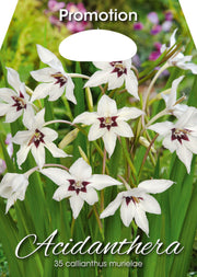 Gladioli Acidanthera Callianthus Murielae (PACKUNG MIT 35 ZWIEBELN)