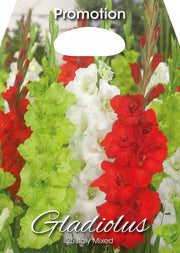 Glaïeuls d'Italie mélangés (paquet de 25 bulbes)