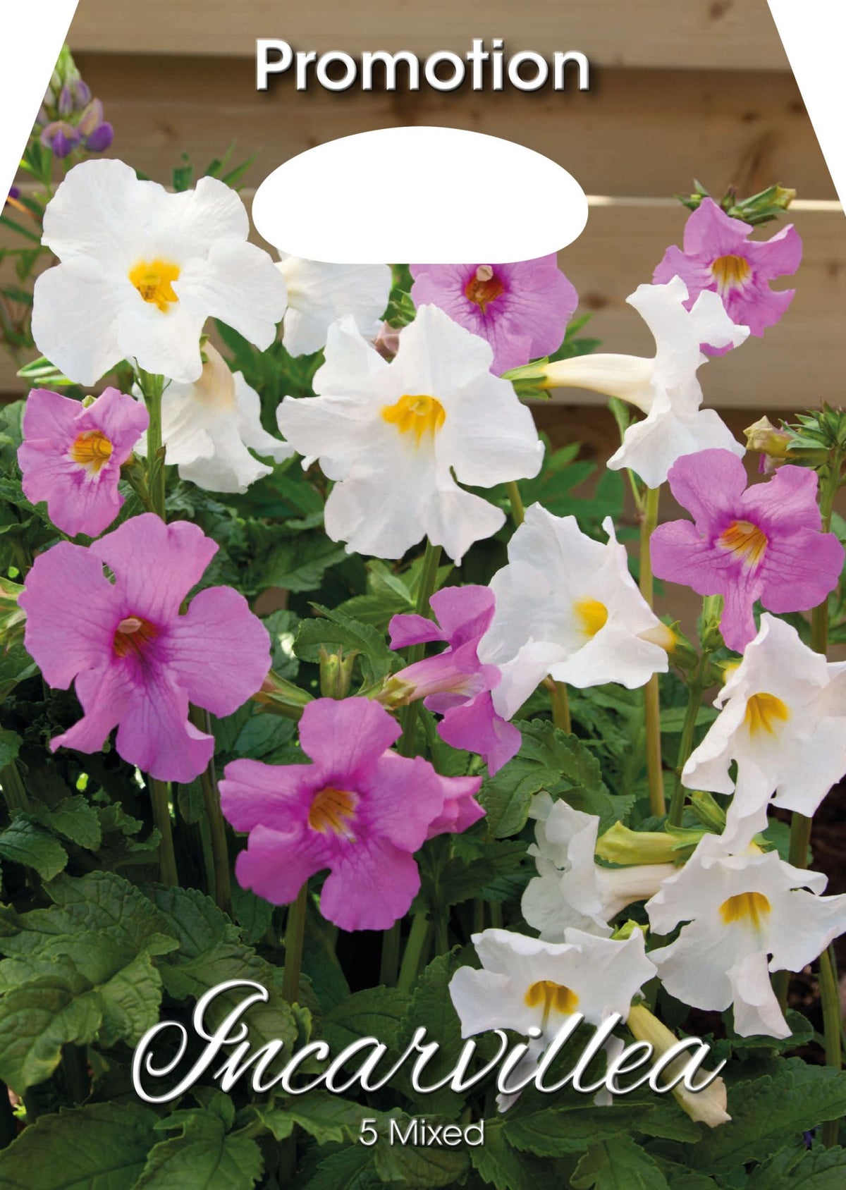 Incarvillea Mischung (5er-Packung)