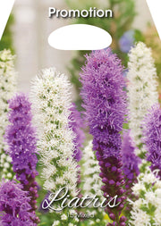Liatris Liatris Mixed (Packung mit 15 Zwiebeln)