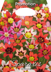 Sparaxis tricolore (paquet de 50 bulbes)