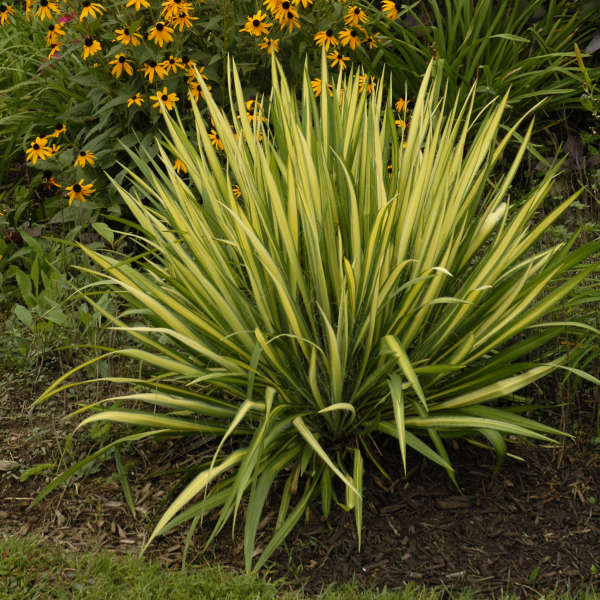 YUCCA FILAMENTOSA COLOR GUARD VASO 20CM