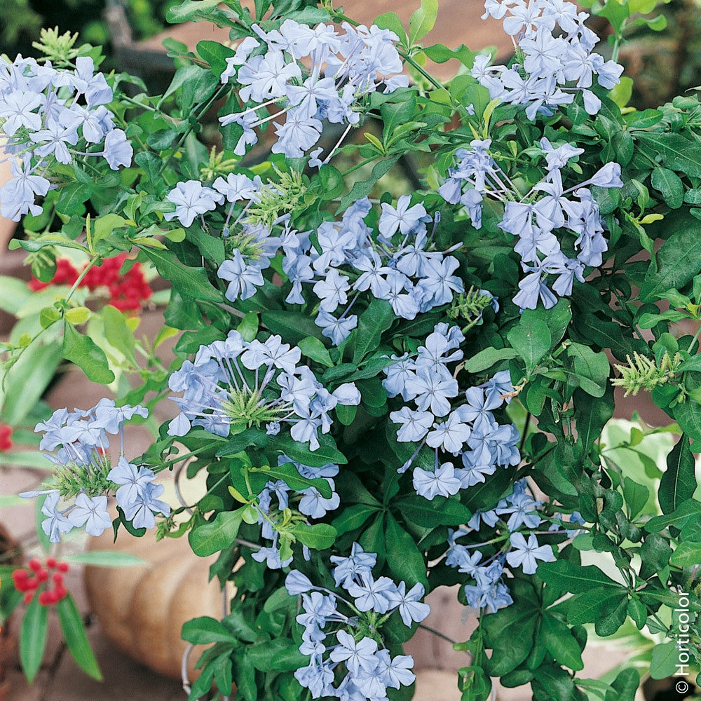 PLUMBAGO AURICOLATA VASO 16CM