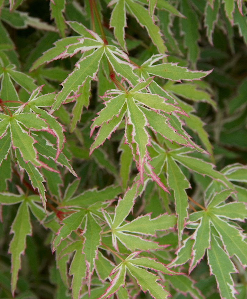 ACERO PALMATUM BUTTERFLY IN VASO 15CM