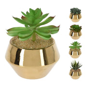 VASO CON PIANTA GRASSA 13X17 CM ASSORTITA