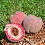 PESCO VIGNA ROSSO (1 PIANTA)