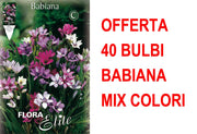 OFFERTA 40 BULBI BABIANA IN MIX DI COLORI