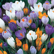 CROCUS LARGEFLOWERING MIX (CONFEZIONE 50 BULBI)