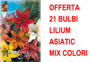 OFFERTA 21 BULBI LILIUM ASIATIC MIX
