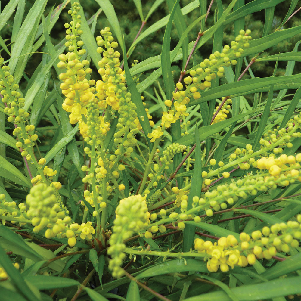 MAHONIA JAPONICA SOFT CARESS VASO 17CM