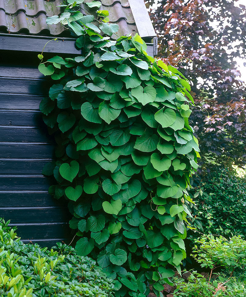 ARISTOLOCHIA MACROPHYLLA IN VASO 15CM