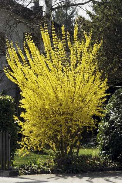 FORSYTHIA FORSIZIA INTERMEDIA GOLDRAUSCH IN VASO 18CM
