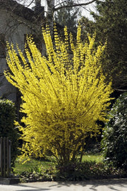 FORSYTHIA FORSIZIA INTERMEDIA GOLDRAUSCH IN VASO 19CM