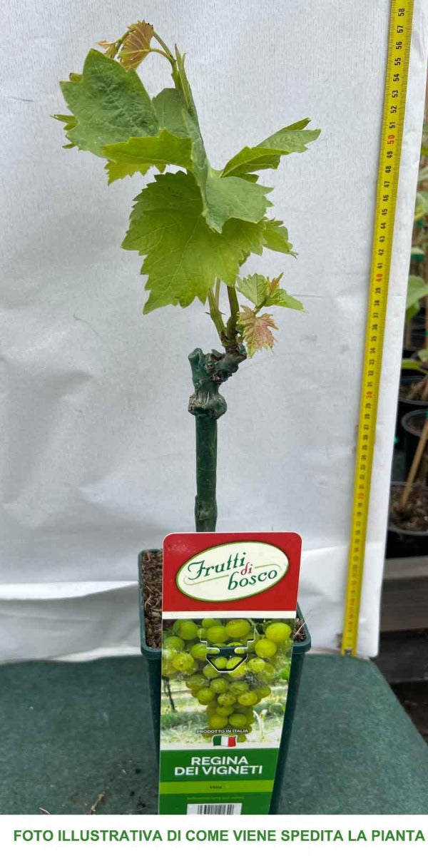 UVA DA TAVOLA REGINA DEI VIGNETI IN VASO 12CM