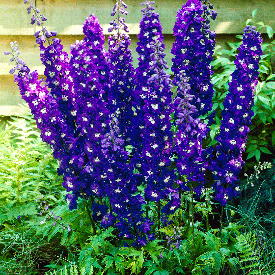 DELPHINIUM DARK BLUE WHITE BEE VASO 18CM