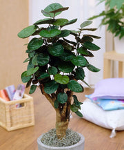 POLYSCIAS FABIAN VASO 12CM
