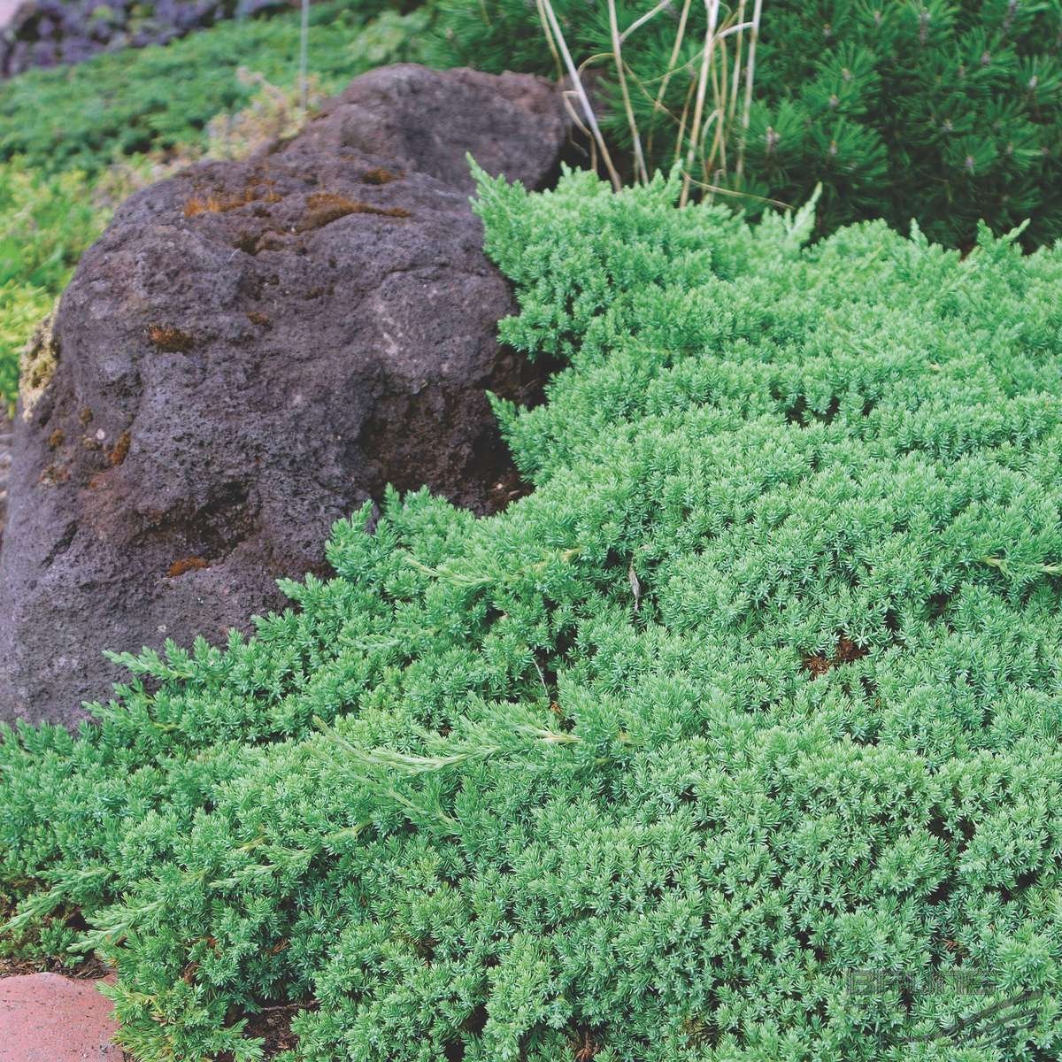 JUNIPERUS GINEPRO PROCUMBENS NANA IN VASO 19CM