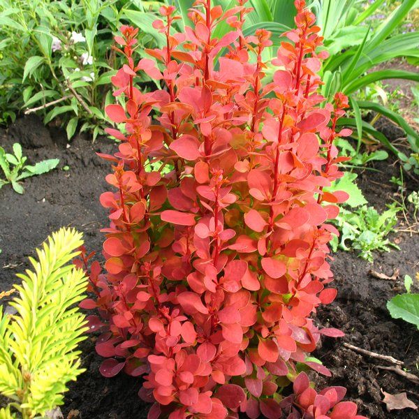 BERBERIS THUNBERGII ORANGE ICE VASO 17CM