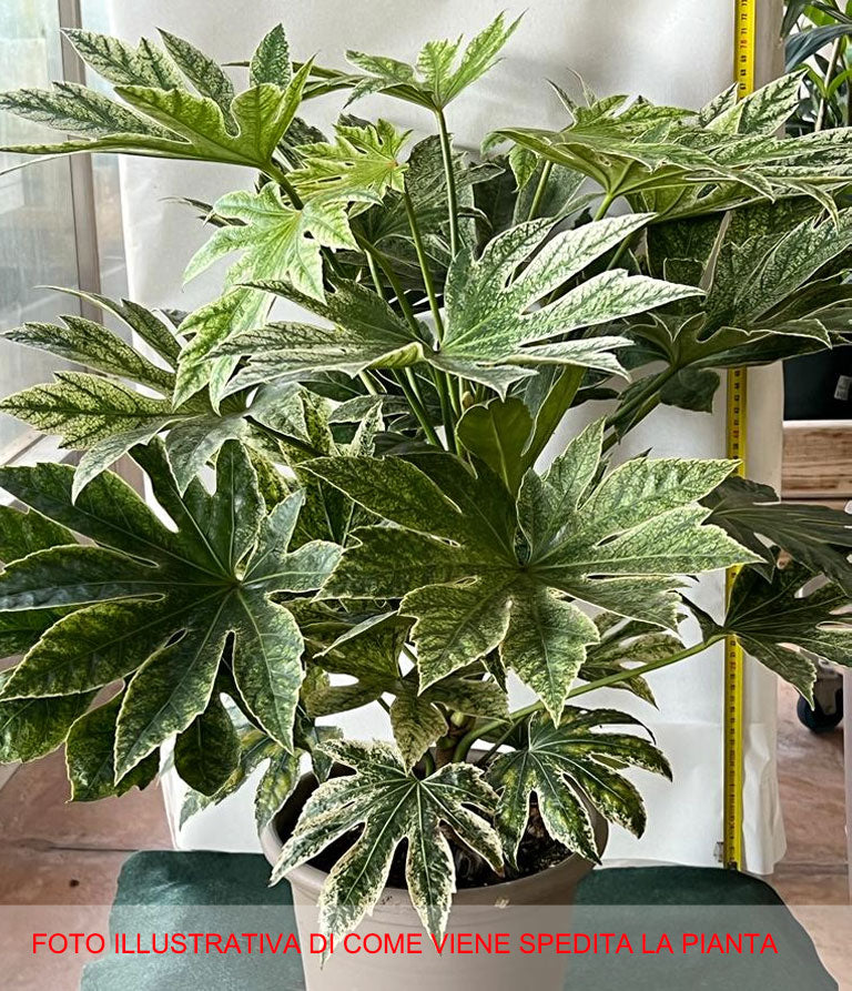 FATSIA JAPONICA GREEN SPIDER ARALIA VASO 24CM