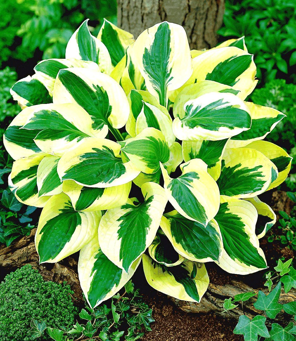 HOSTA BRIM CUP IN VASO 17CM