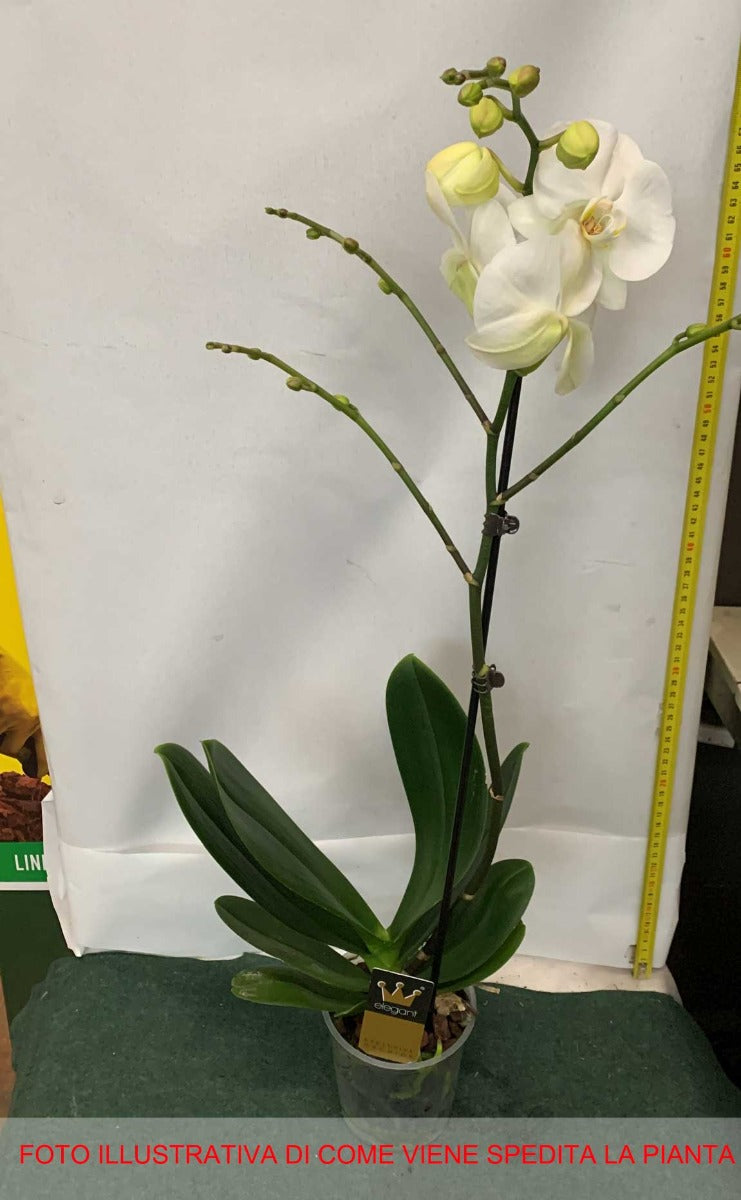 ORCHIDEA PHALAENOPSIS BIANCA VASO 12CM 1 RAMO