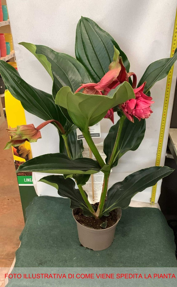 MEDINILLA DOLCE ROSSA VASO 17CM