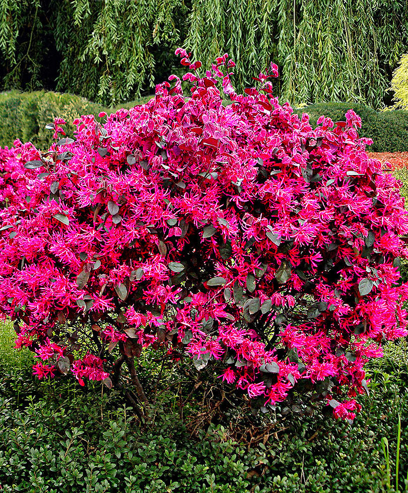 LOROPETALUM CHINENSE  BLACK PEARL VASO 24CM