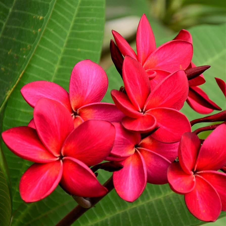 PLUMERIA POMELIA IN VASO 18CM ROSSA RED PACK