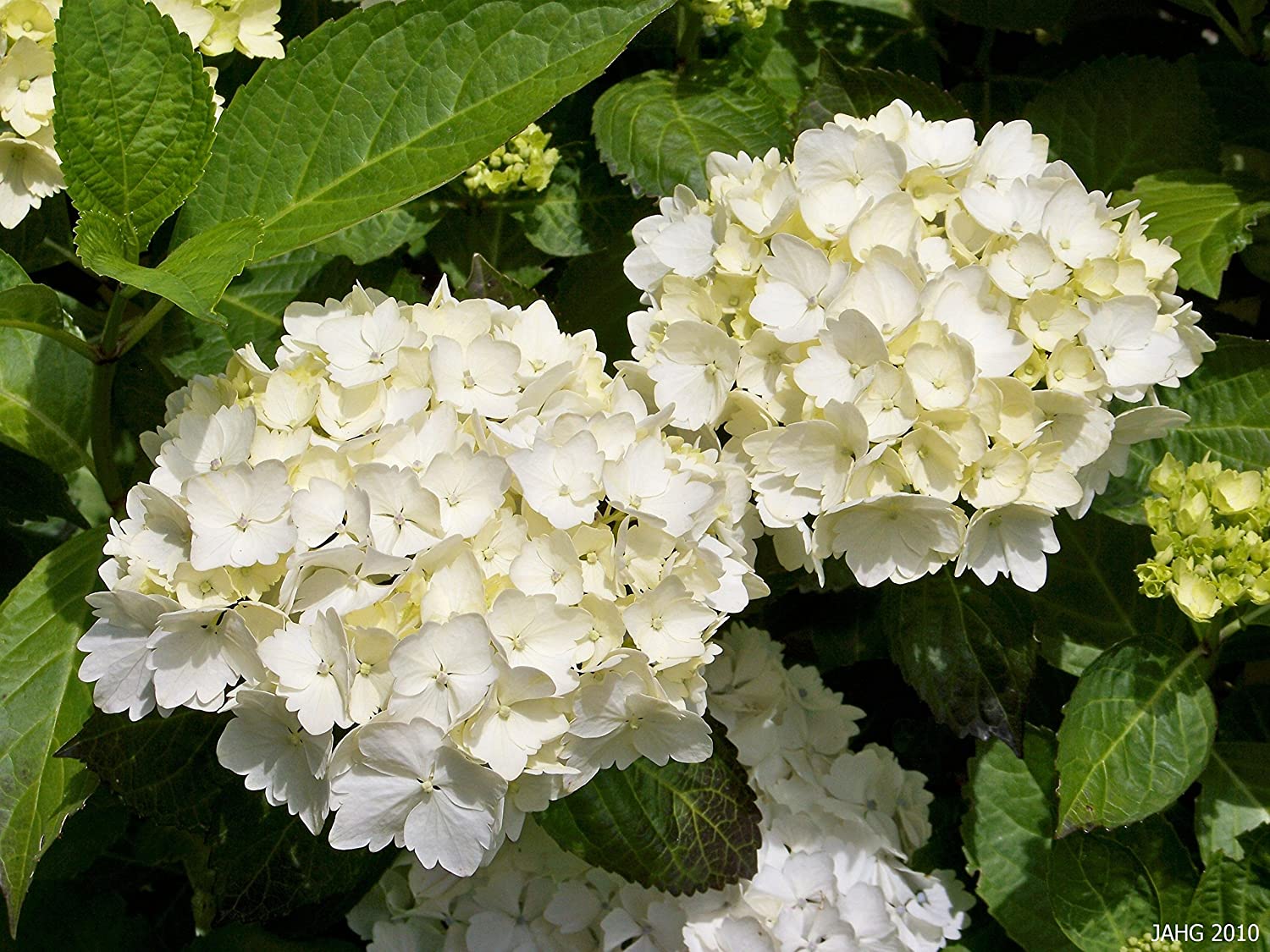 ORTENSIA HYDRANGEA MACROPHYLLA BIANCA VASO 14CM