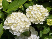 ORTENSIA HYDRANGEA MACROPHYLLA BIANCA VASO 12CM