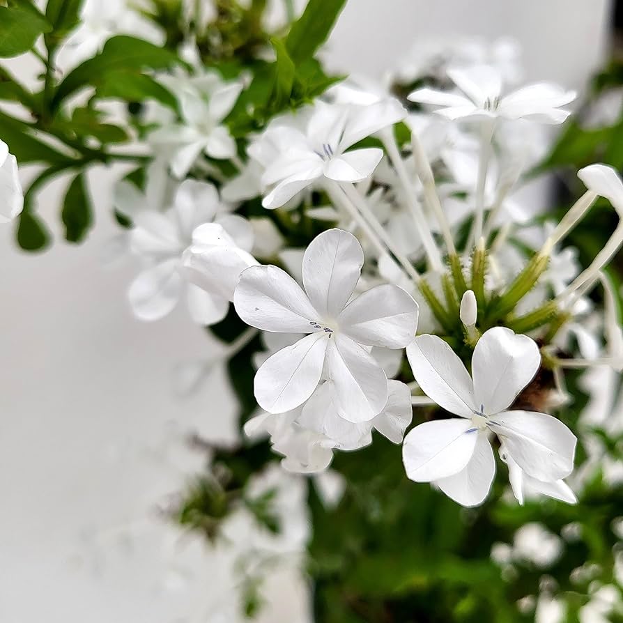 PLUMBAGO BIANCO VASO CON GRATICOLA 16CM