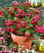GAULTHERIA PERNETTYA ROSSA VASO 14CM