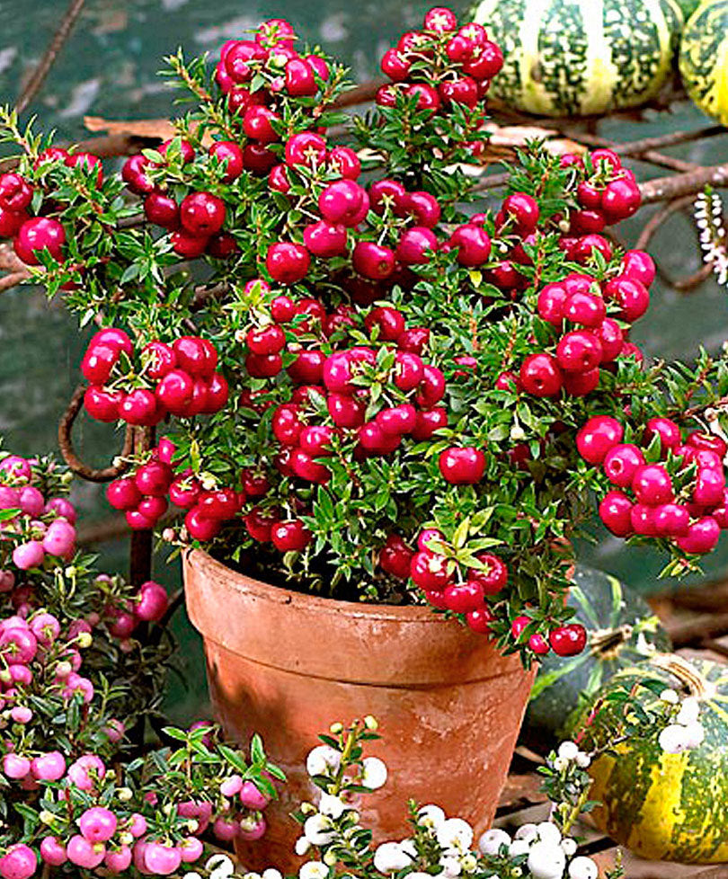 GAULTHERIA PERNETTYA ROSSA VASO 14CM