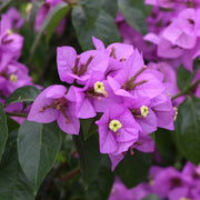 BOUGAINVILLEA PECTOGLABRA VASO 16CM