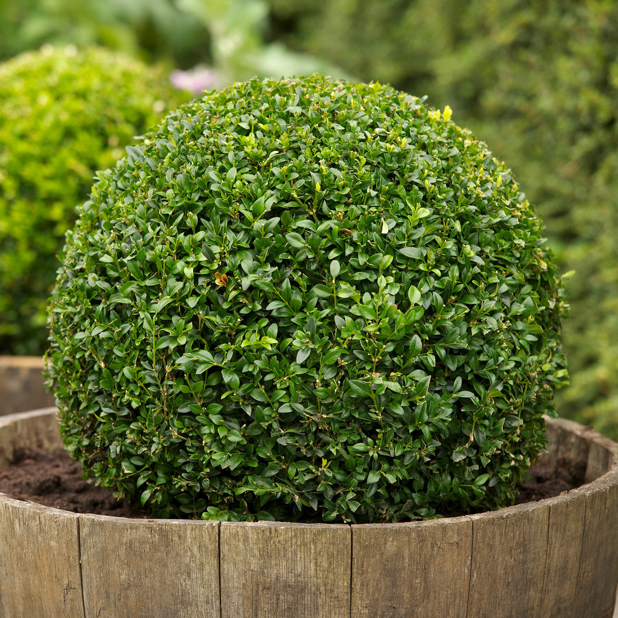 BUXUS BOSSO SEMPERVIRENS SFERICO VASO 29CM