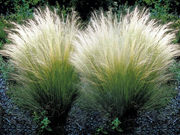 STIPA TENUISSIMA IN VASO 17CM