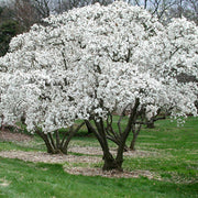 MAGNOLIA STELLATA BIANCA VASO 23CM