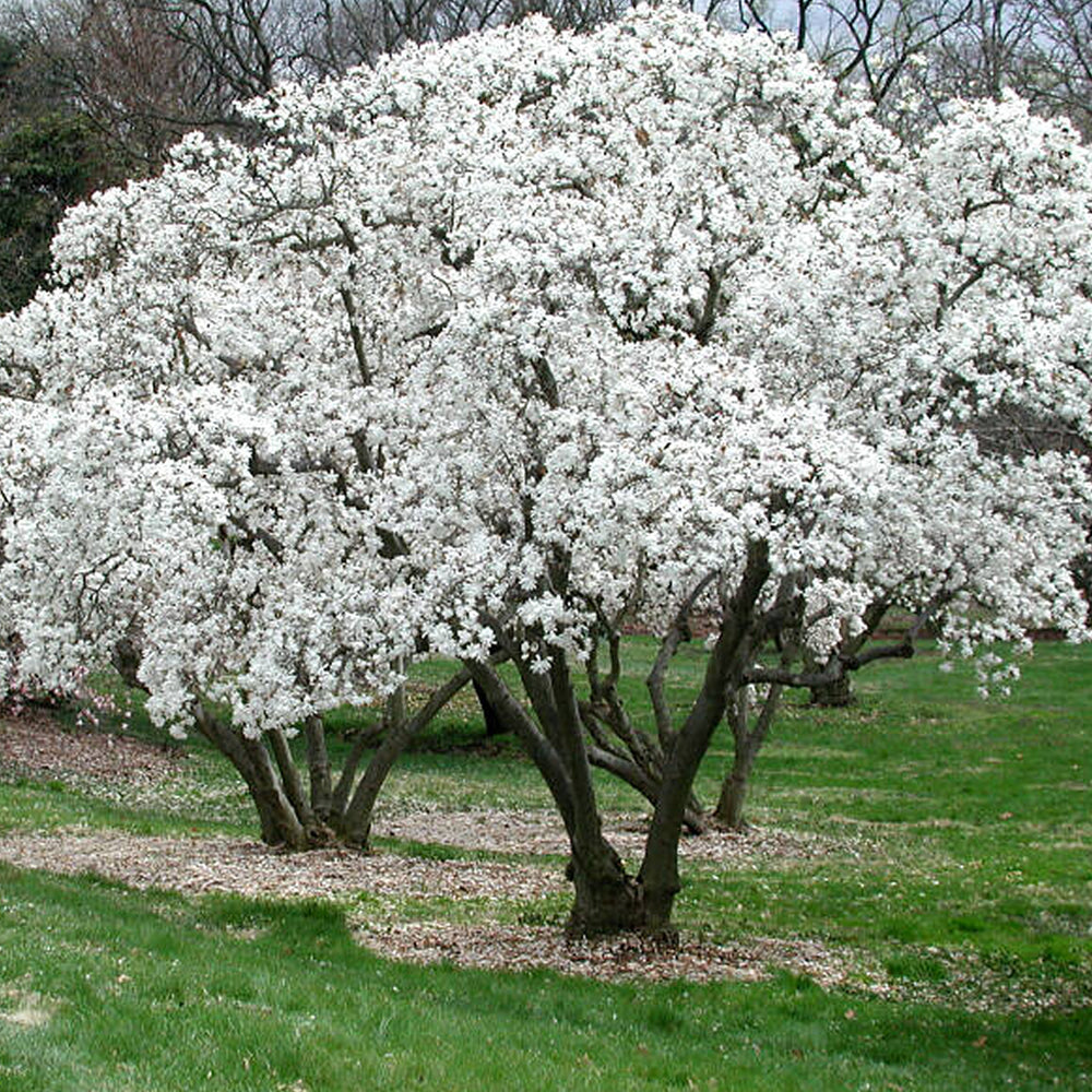 MAGNOLIA STELLATA BIANCA VASO 23CM
