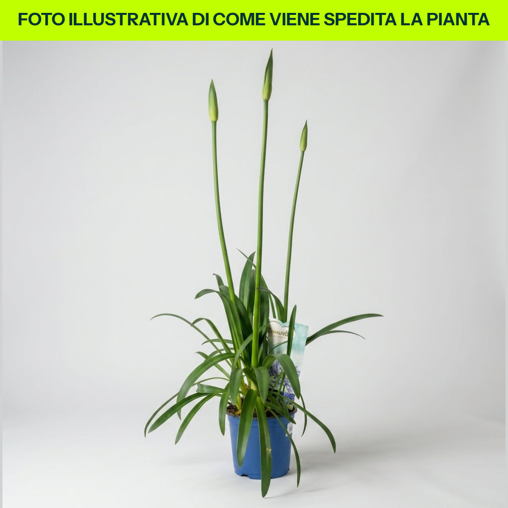 Guzmania Yeltix en pot de 12 cm