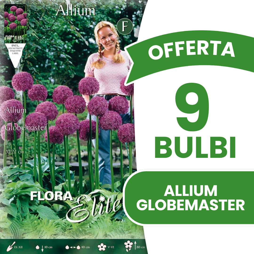 OFFERTA 9 BULBI ALLIUM GLOBEMASTER