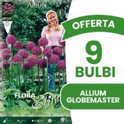 OFFERTA 9 BULBI ALLIUM GLOBEMASTER